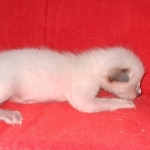 Savannah F-6SBT Snow Kitten female DOB 5-3-21