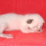 Savannah F-6SBT Snow Kitten female DOB 5-3-21