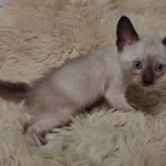 Azula Savannah F-6SBT Snow Kitten female DOB 5-3-2