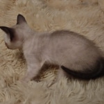 Azula Savannah F-6SBT Snow Kitten female DOB 5-3-2