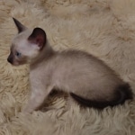 Azula Savannah F-6SBT Snow Kitten female DOB 5-3-2