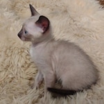Azula Savannah F-6SBT Snow Kitten female DOB 5-3-2