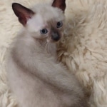 Azula Savannah F-6SBT Snow Kitten female DOB 5-3-2