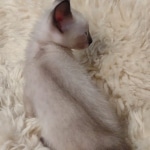 Azula Savannah F-6SBT Snow Kitten female DOB 5-3-2