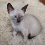 Azula Savannah F-6SBT Snow Kitten female DOB 5-3-2