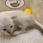 Savannah Snow female DOB 3-10-23