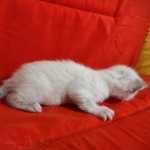 Savannah Snow female DOB 3-10-23