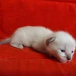 Savannah Snow female DOB 3-10-23