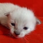 Savannah Snow female DOB 3-10-23