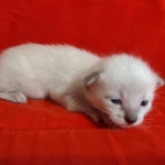 Savannah Snow female DOB 3-10-23