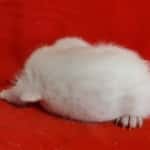 Savannah Snow female DOB 3-10-23