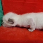 Savannah Snow female DOB 3-10-23