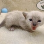 Savannah Snow female DOB 3-10-23
