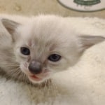 Savannah Snow female DOB 3-10-23