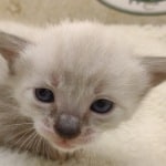 Savannah Snow female DOB 3-10-23