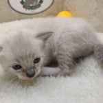 Savannah Snow female DOB 3-10-23