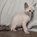 Savannah Snow female DOB 3-10-23