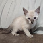 Savannah Snow female DOB 3-10-23