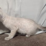 Savannah Snow female DOB 3-10-23