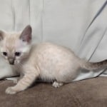 Savannah Snow female DOB 3-10-23
