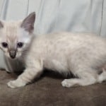 Savannah Snow female DOB 3-10-23