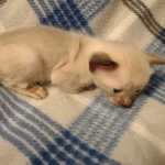 Azula Savannah F-6SBT Snow Kitten female DOB 5-3-2