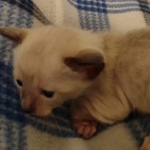 Azula Savannah F-6SBT Snow Kitten female DOB 5-3-2