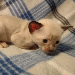 Azula Savannah F-6SBT Snow Kitten female DOB 5-3-2