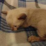 Azula Savannah F-6SBT Snow Kitten female DOB 5-3-2