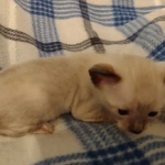 Azula Savannah F-6SBT Snow Kitten female DOB 5-3-21
