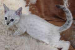 Savannah F-6SBT Snow Female #2 DOB 10-15-22
