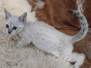 Savannah F-6SBT Snow Female #2 DOB 10-15-22
