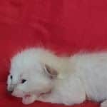 Savannah F-6SBT snow female DOB 10-15-22