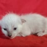 Savannah F-6SBT snow female DOB 10-15-22