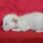 Savannah F-6SBT snow female DOB 10-15-22