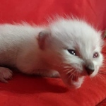 Savannah F-6SBT snow female DOB 10-15-22