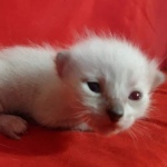 Savannah F-6SBT snow female DOB 10-15-22