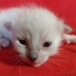 Savannah F-6SBT snow female DOB 10-15-22