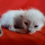 Savannah F-6SBT snow female DOB 10-15-22