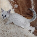 Savannah F-6SBT snow female DOB 10-15-22