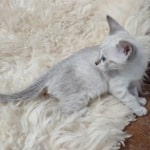 Savannah F-6SBT snow female DOB 10-15-22