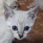 Savannah F-6SBT snow female DOB 10-15-22