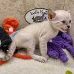 Savannah F-6SBT snow female DOB 10-15-22