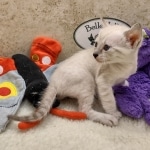 Savannah F-6SBT snow female DOB 10-15-22