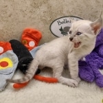 Savannah F-6SBT snow female DOB 10-15-22