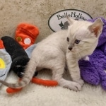 Savannah F-6SBT snow female DOB 10-15-22