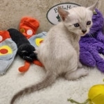 Savannah F-6SBT snow female DOB 10-15-22