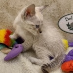 Savannah F-6SBT snow female DOB 10-15-22