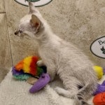 Savannah F-6SBT snow female DOB 10-15-22