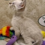 Savannah F-6SBT snow female DOB 10-15-22